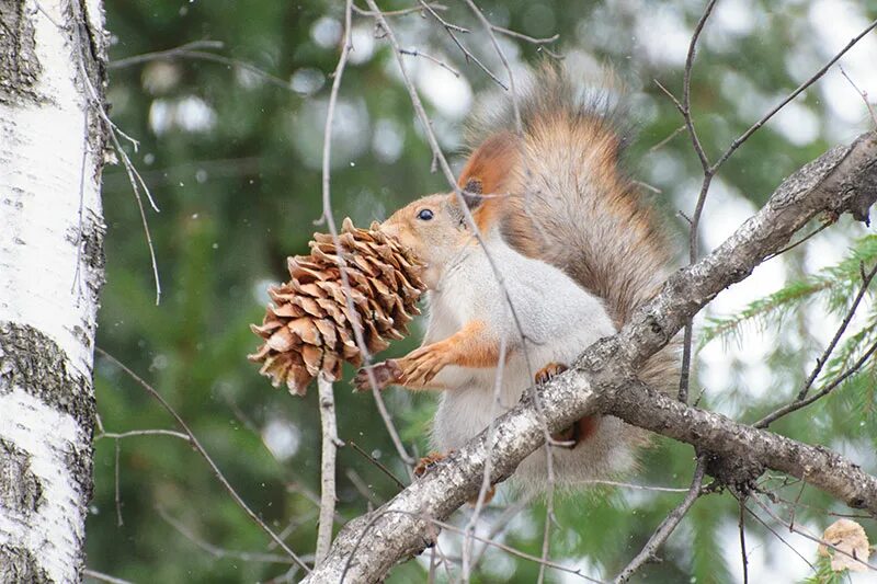 белочка на шишках. шишка для белки. обыкновенная белка беличьи. шишки для белки. шишка елки.