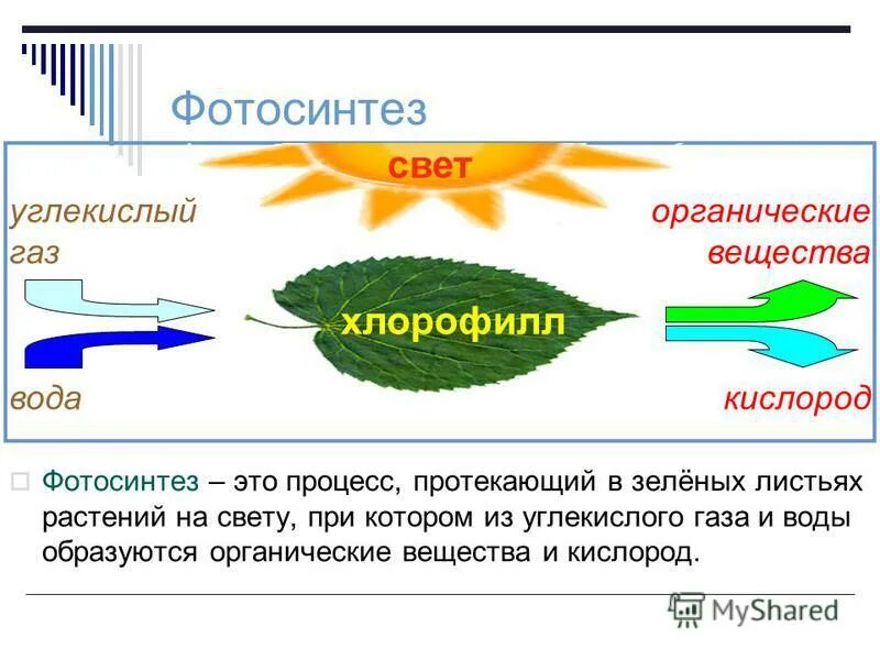 При дыхании растений образуются органические вещества. Фотосинтез. Схема фотосинтеза у растений.