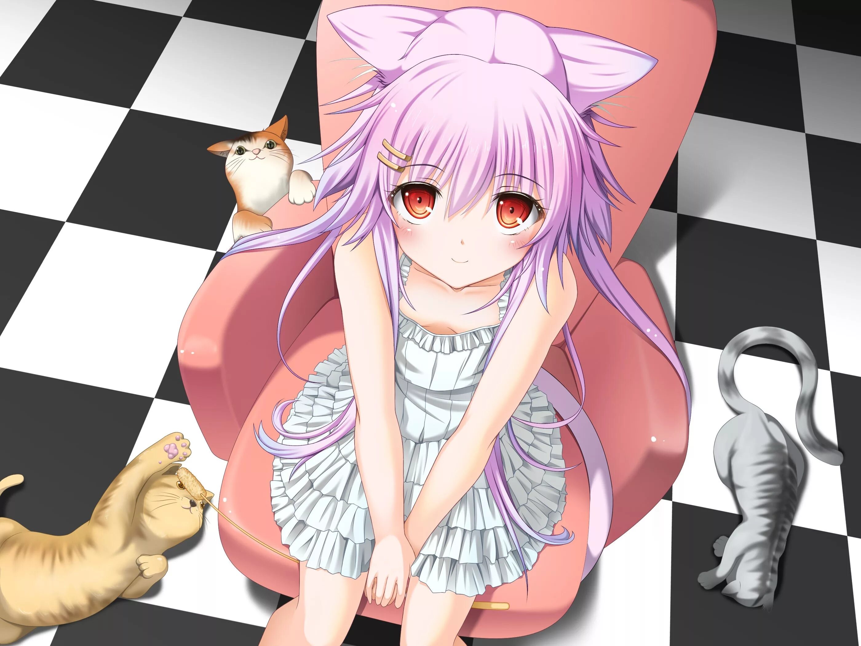 Кошка девочка коллет. Некомими аниме. аниме кошки. аниме кошечка. кошка девочка.
