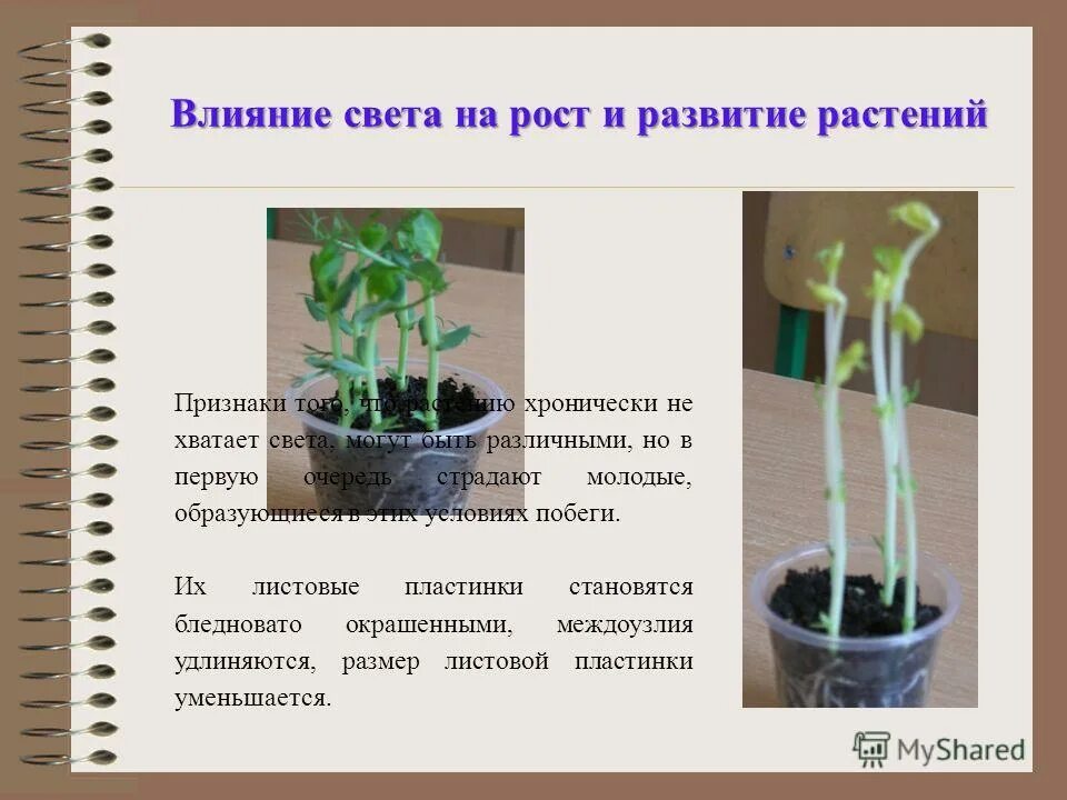 Влияние света на рост растений. Растение в темноте и на свету опыт. Опыт влияние света на рост растений. Растения выращенные в темноте.