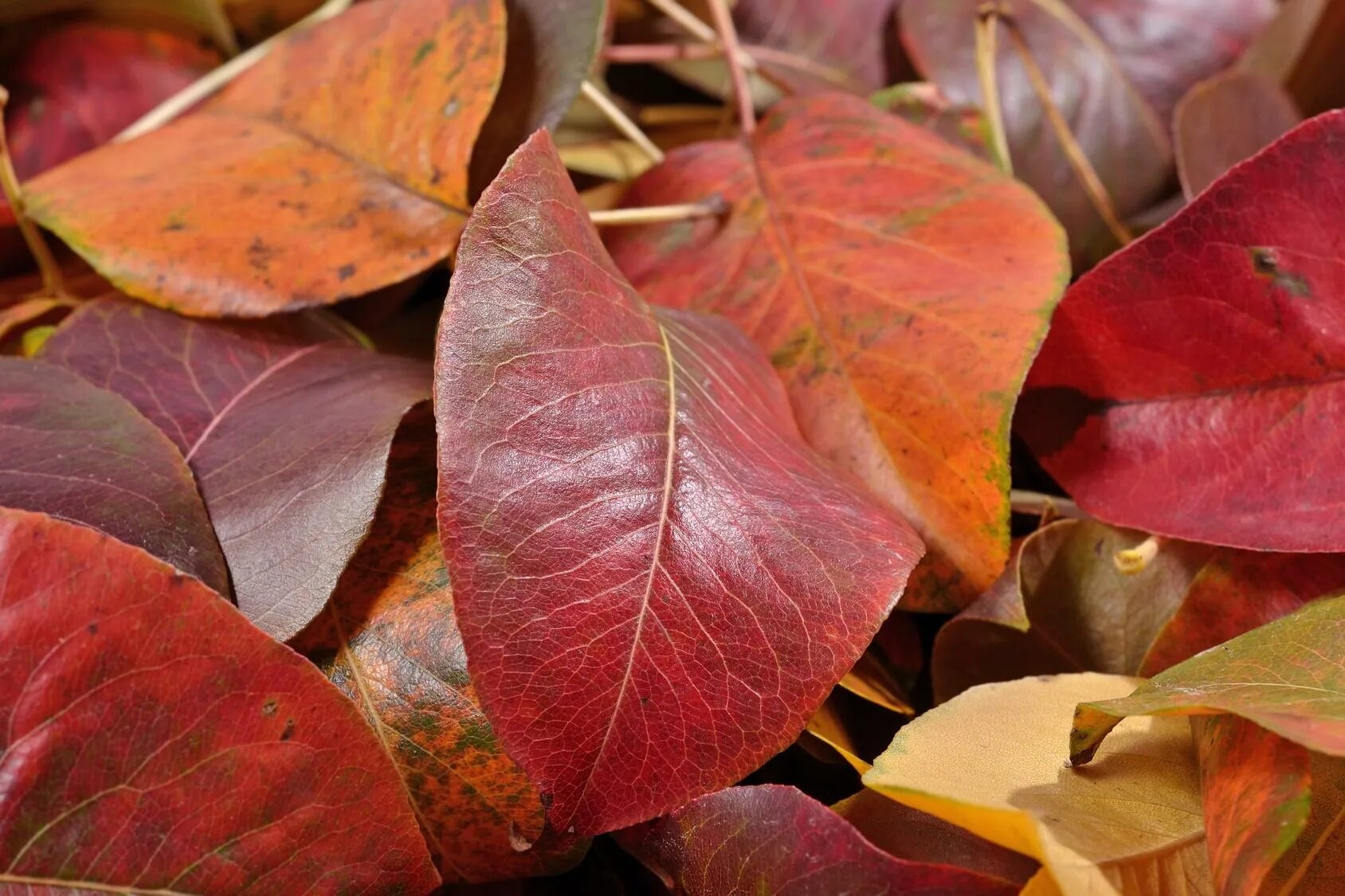 Почему краснеет дерево. Груша с красными листьями. Листья груша красноватые. Красно коричневые листья. Краснеют листья на груше.
