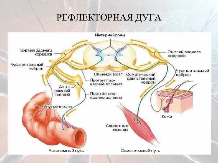 Дуги вегетативной нервной системы. Рефлекторная дуга вегетативной нервной системы. Вегетативная симпатическая рефлекторная дуга. Рефлекторная дуга ВНС анатомия. Вегетативный ганглий в рефлекторной дуге.