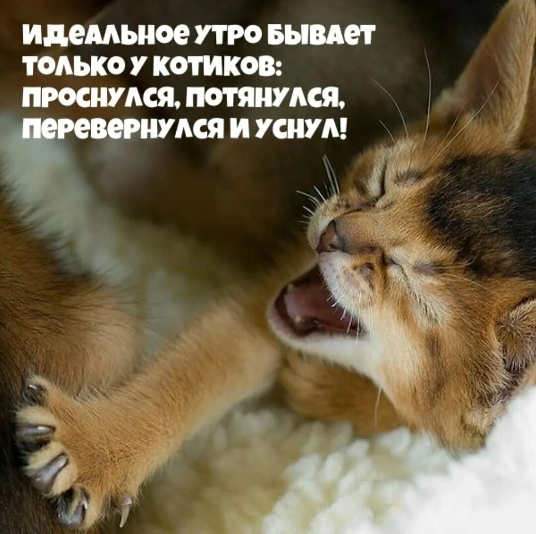 Доброе утро коты приколы. Доброе утро котики с надписями. утро бывает. утро бывает разным. идеальное утро с котиками.