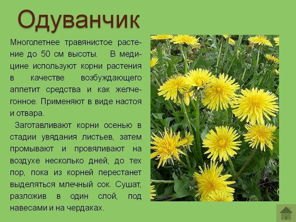 Описание разных. Лекарственные растения описание. одуванчик описание. сообщение о одуванчике. рассказать о лекарственном растении.