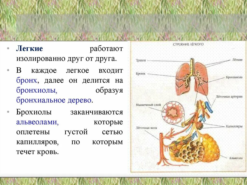 Что входит в легкие. Как работают легкие. Из альвеол оплетённых капиллярной сетью состоят бронхи легкие. Легкие состоят из легочных пузырьков густо оплетенных.