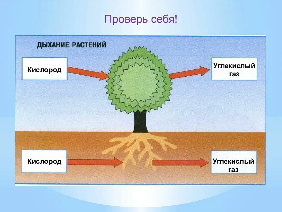 Процесс питания и дыхания растений. Дыхание растений. Солнце растения и мы с вами. Питание растений. Схема питания растений.