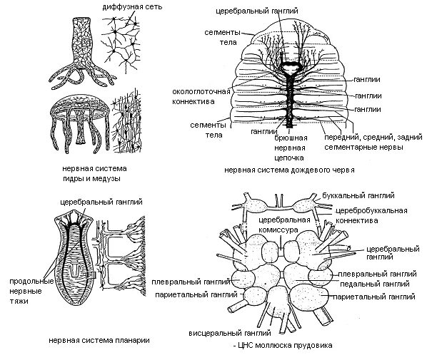 Строение сетчатой нервной системы. Филогенез нервной системы сетчатая нервная система. Трубчатая нервная система позвоночных. Филогенез нервной системы беспозвоночных. Диффузная нервная система характерна для животных типа