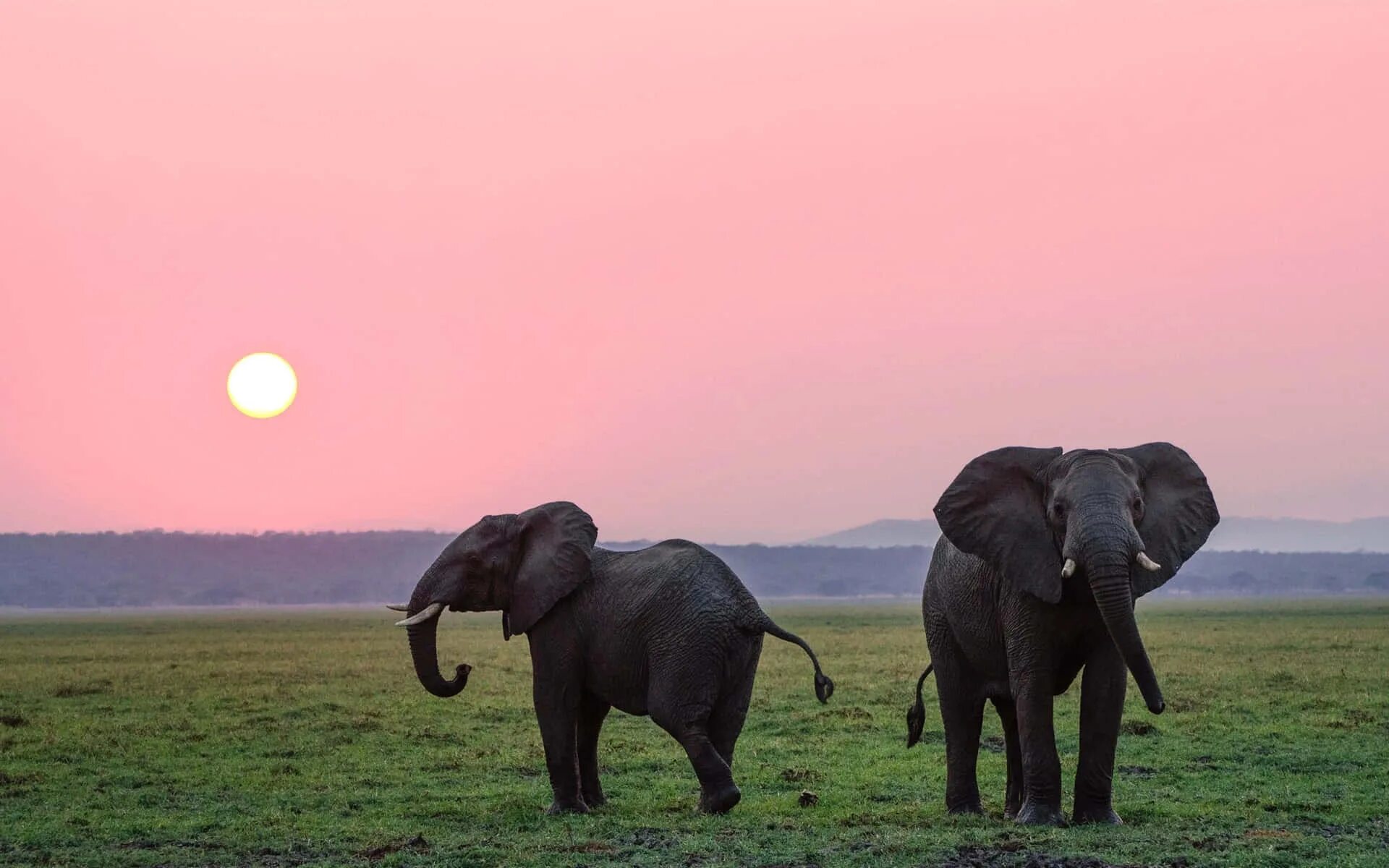 Слоны в дикой природе. Слоны в саванне. Африканский слон. Слон в Африке. Two elephants