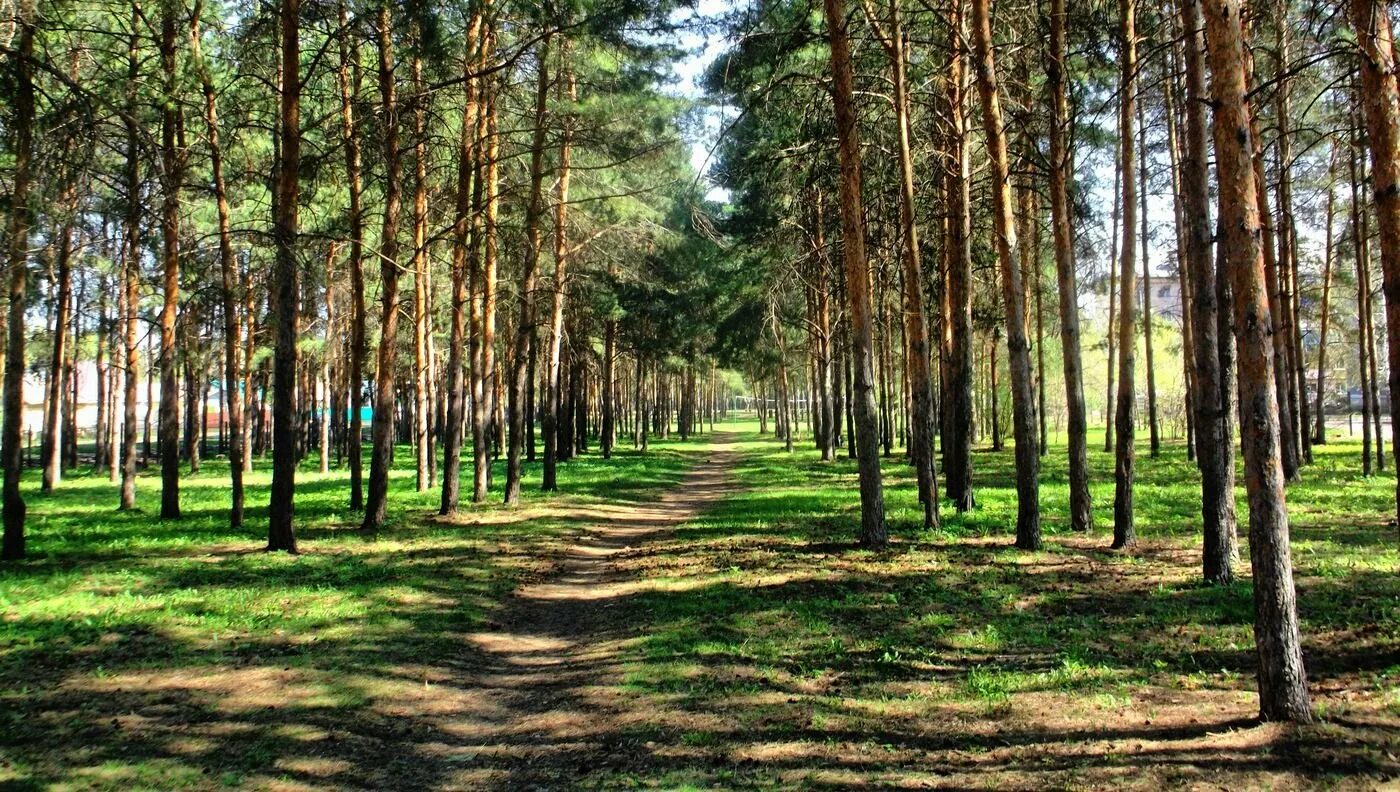 Сосновый бор 1а. ПКИО Сосновый Бор. Сосновый Бор (парк, Новосибирск). ПКИО Сосновый Бор Новосибирск. ПКИО Сосновый Бор Калининский район Новосибирск.