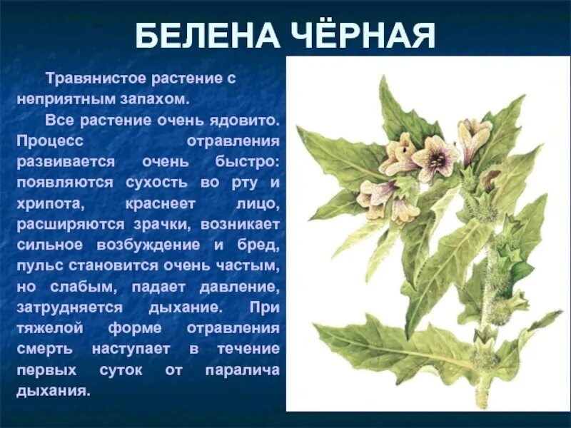 Насколько ядовит. Белена черная ядовитое растение. Белена ядовитое растение описание. Белена черная ядовитое растение описание. Белена черная описание растения.