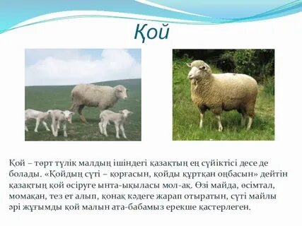 Мозамбиялық порно