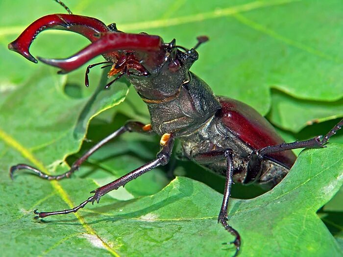 Группа насекомых жуки. Жук Хоризин. Жук Павлик насекомое. Фото Жуков насекомых. Редкие жуки.