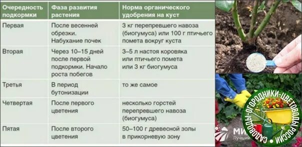 Таблица подкормок для роз. Подкормки для роз с весны до осени. Схема подкормки роз. Подкормка роз весной. Можно ли розам навоз