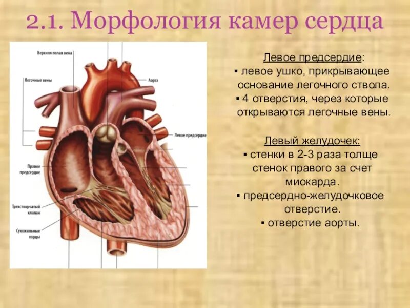 Название камер сердца. Отверстия в стенках правого предсердия. строение камер сердца. межпредсердная перегородка. строение камер сердца кратко.