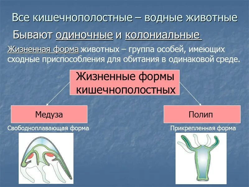 Радиальная симметрия диффузная нервная система