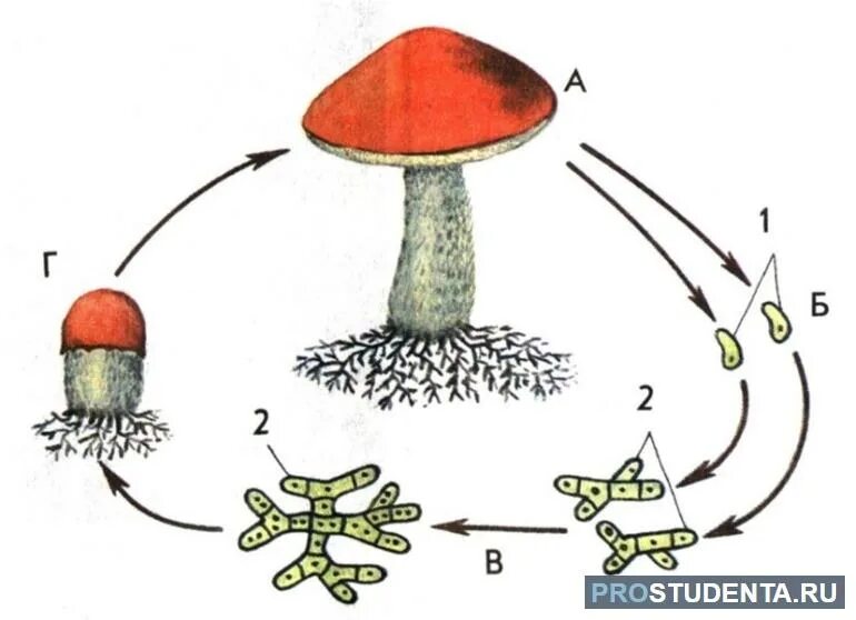 Размножение шляпочного гриба схема. Размножение шляпочных грибов схема. Цикл размножения шляпочных грибов. Жизненный цикл шляпочного гриба. Вместилище бесполых спор грибов