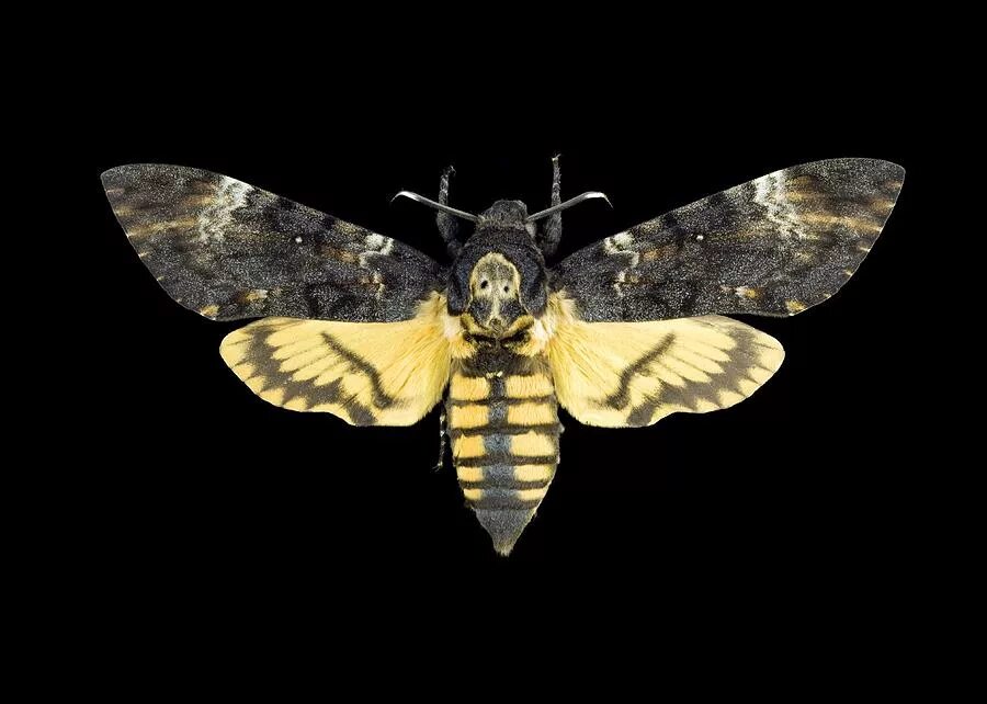 тутовый шелкопряд бабочка. бабочка бражник мертвая голова. татуировка бабочка эскиз. мотылёк насекомое ночной. серая моль бражник бабочка.