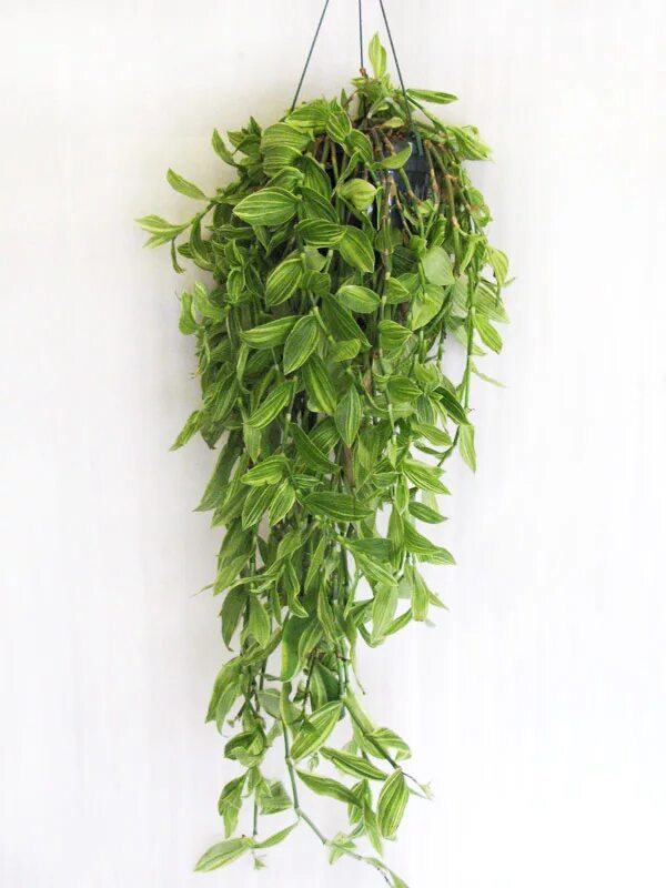 висячие цветы. хлорофитум осока. домашние цветы свисающие. традесканция лиана ампельная. искусственные вьющиеся растения.