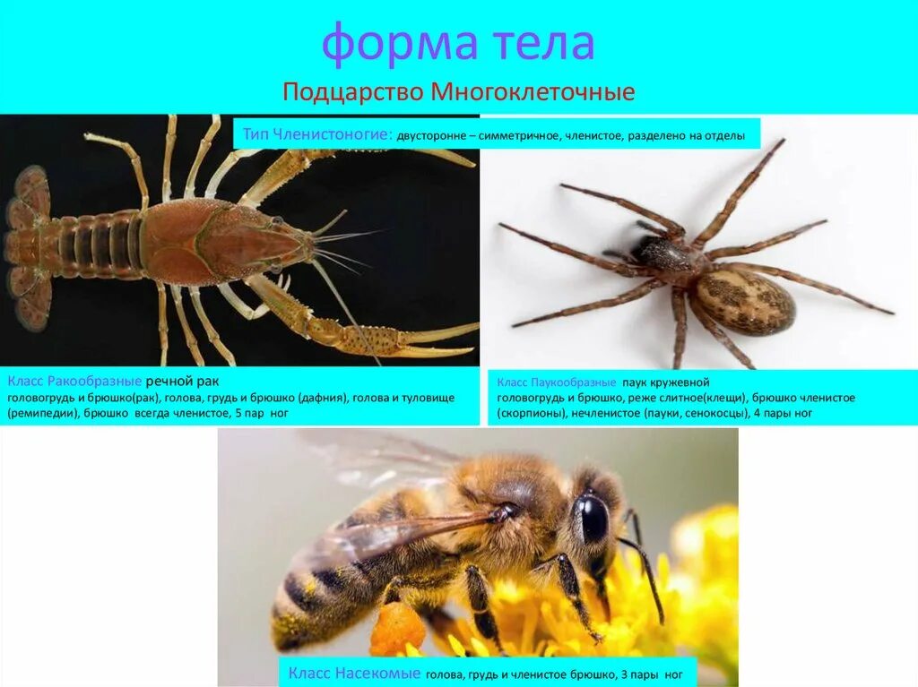 Тело нечленистое округлое