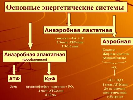 Энергетические механизмы