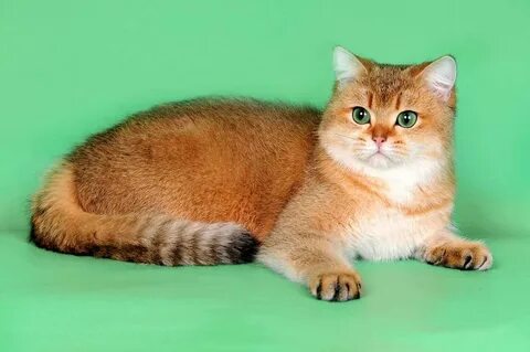 Шотландская кошка золотая шиншилла