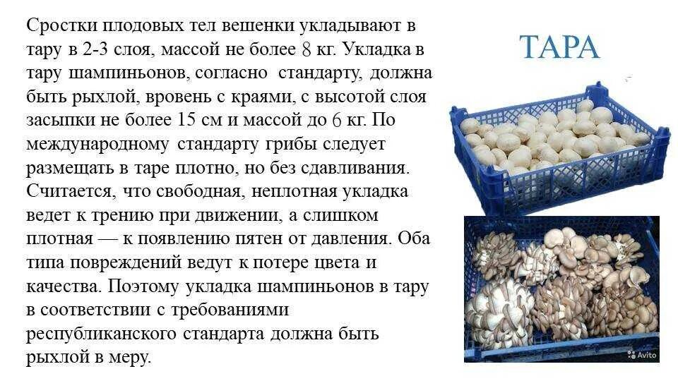 Как долго можно хранить грибы в холодильнике. Как долго можно хранить грибы в холодильнике