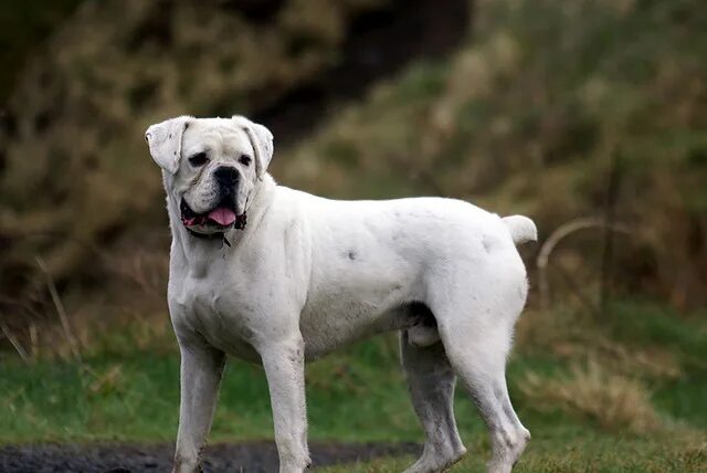Белый ротвейлер. Ротвейлер альбинос. Ротвейлер собака белый. Альбинос ротвейлер ротвейлер. Собака ротвейлер альбинос.