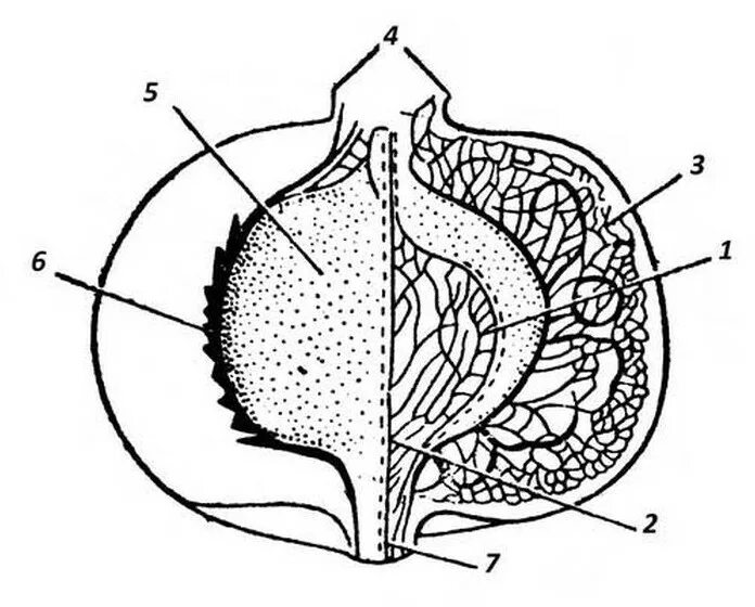 Поперечный разрез плода яблони. Поперечный срез плода яблока. Строение плода яблони. Строение плода яблони схема.
