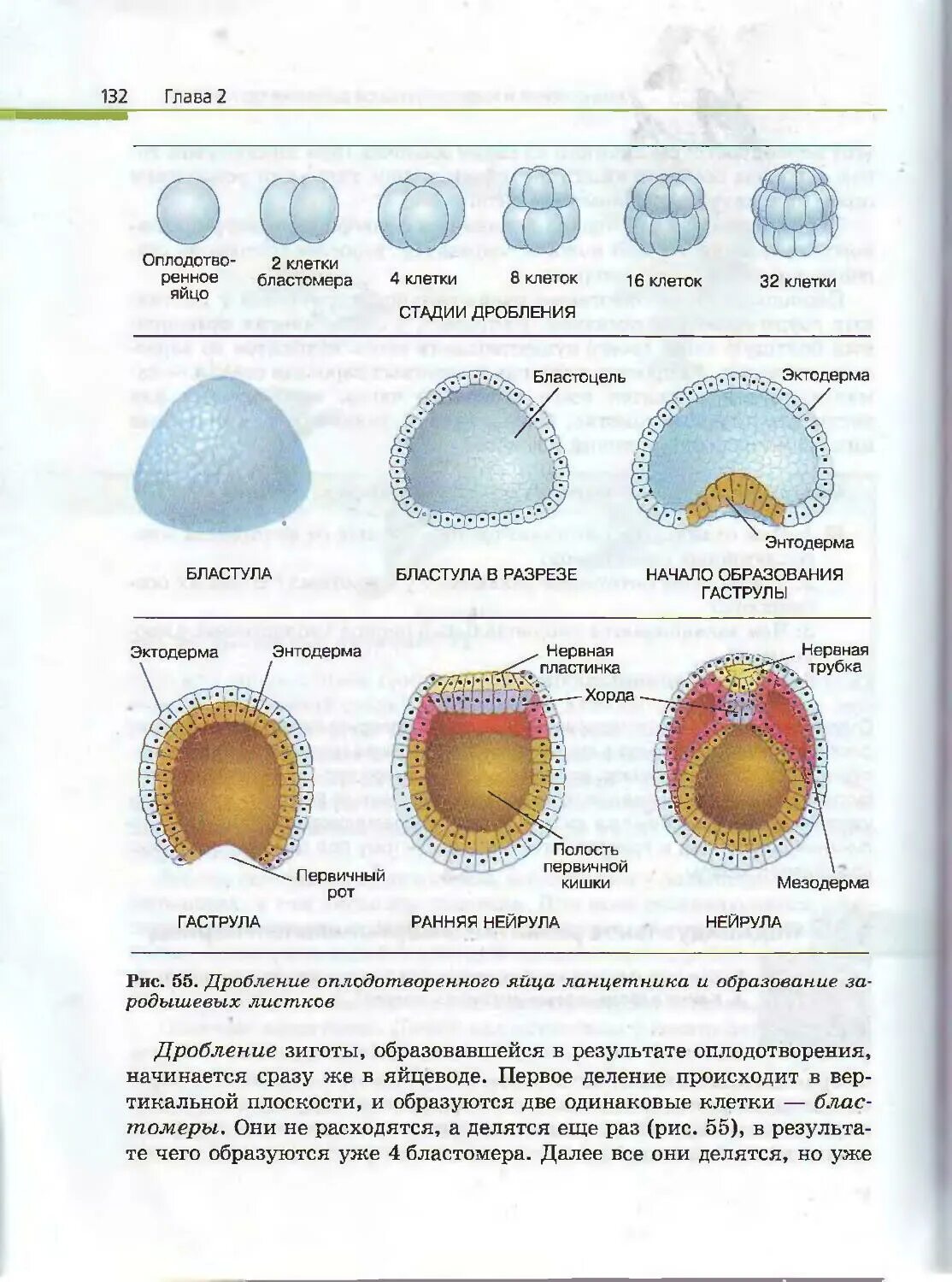 Начальный этап развития оплодотворенного яйца носит название. Стадии дробления оплодотворенного яйца ланцетника:. Стадии развития бластула гаструла. Схема дробления и образования бластулы. Стадии эмбрионального развития дробление.