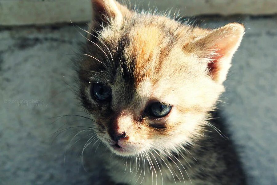 Брошенный котенок. Маленький брошенный котенок. Бедные котята. Бедная кошка. Жалко котенка