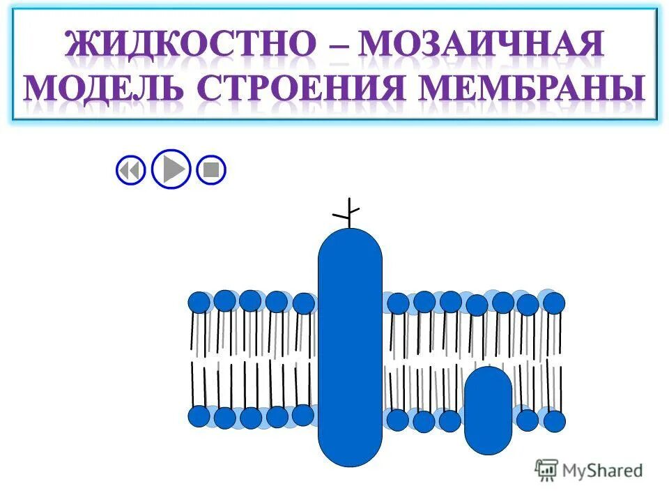 Модель мембраны клетки