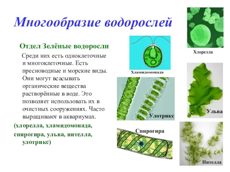 Значение растений водорослей. Улотрикс спирогира Ульва. Представители водорослей 9 класс биология. Отдел водоросли одноклеточные зеленые многоклеточные зеленые. Многоклеточные зеленые водоросли 6 класс.