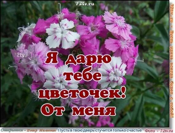 Пусть стучится счастье в дом. Пусть в вашу дверь стучится только счастье. пусть в твою дверь стучатся только хорошие. пусть в ваши двери стучатся только добрые вести. розы пусть в вашу дверь стучится только счастье.