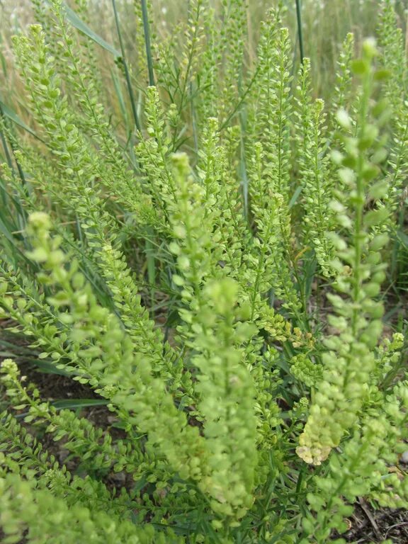 Клоповник мусорный lepidium ruderale l. Свойства клоповника. Полевые травы клоповник. Клоповником мусорным (lepidium ruderale. Клоповник сибирский.