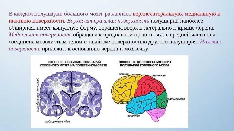 Строение больших полушарий доли. Строение большого полушария головного мозга. Отделы головного мозга зоны коры больших полушарий головного мозга. Верхнелатеральная поверхность головного мозга. Перечислите функции больших полушарий