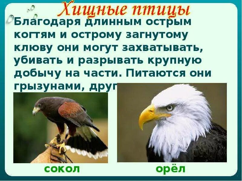 Как животные питаются 3 класс окружающий. Как питаются животные 3 класс. Проект Хищные птицы. Как животные питаются 3 класс окружающий мир. Хищные птицы у которых толстый короткий и загнутый клюв.