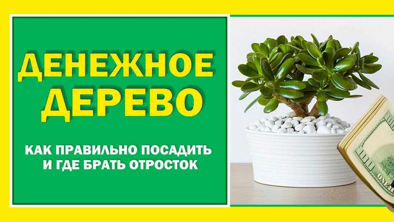 Цветок для привлечения денег. Поливает денежное дерево. Толстянка денежное дерево фен-шуй. Толстянка денежное дерево приметы.