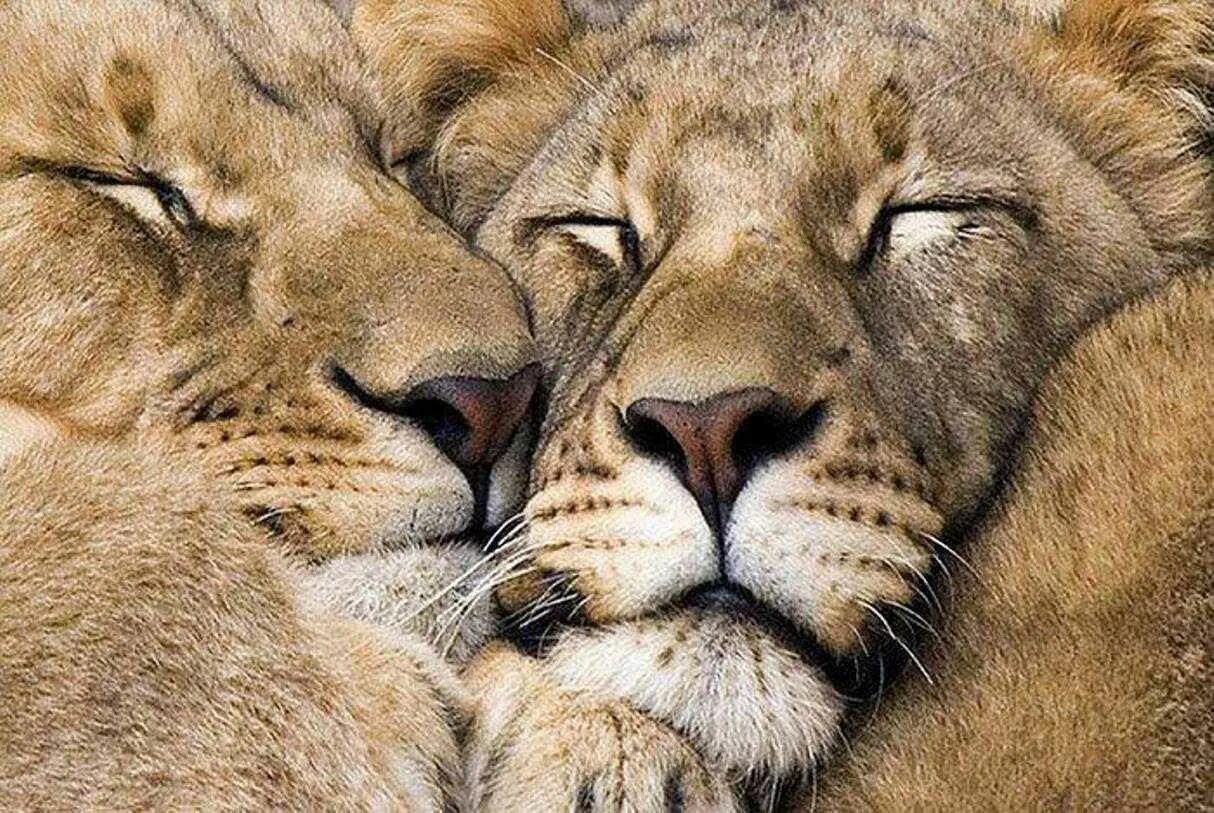 Лев и львица. Нежность животных. Львы обнимаются. Животные парочки.
