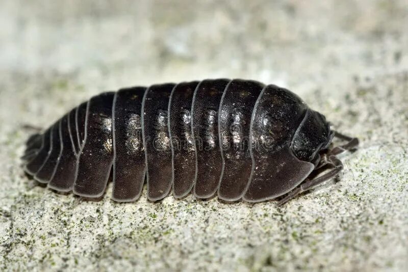 Мокрица классический представитель насекомых. Мокрицы armadillidium vulgare. самая большая мокрица в мире. гигантская мокрица с хвостом.