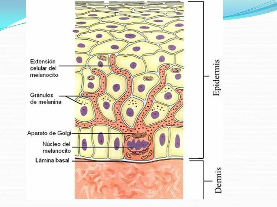 Пигмент кожи меланин находится. Строение эпидермиса меланоциты. Строение кожи меланин пигмент. Меланоциты строение гистология. Меланоциты меланин кожа.