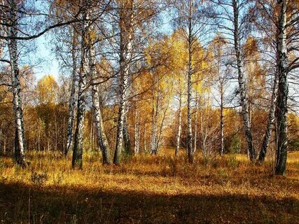 Песня хорошо в осеннем лесу