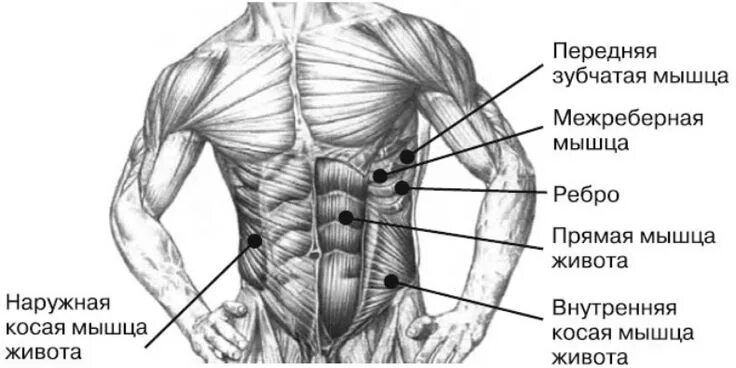 Передняя часть живота. Мышцы живота схема. Мышцы брюшного пресса анатомия. Как называются мышцы на ребрах. Мышцы живота анатомия человека.