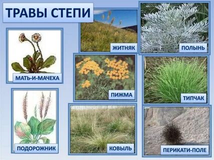 Какая растительность характерна для степей