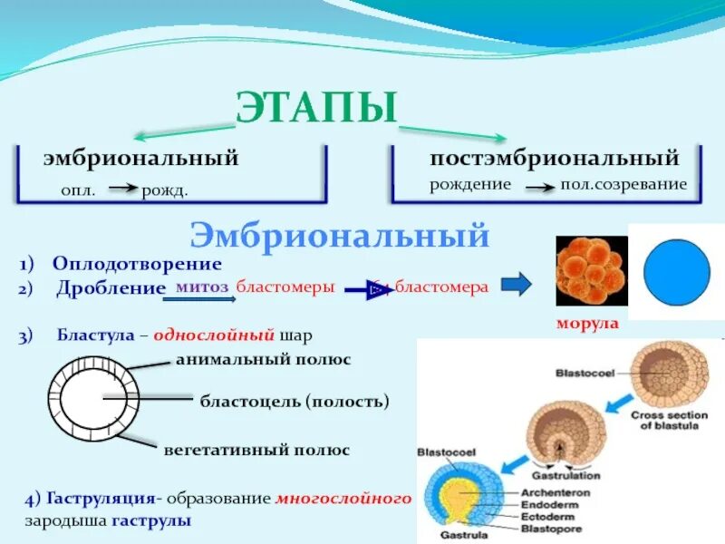 Онтогенез эмбриональное постэмбриональное. Эмбриональное и постэмбриональное развитие. Этапы эмбриогенеза постэмбриональный. Эмбриональное и постэмбриональное развитие таблица. Строение бластулы человека.