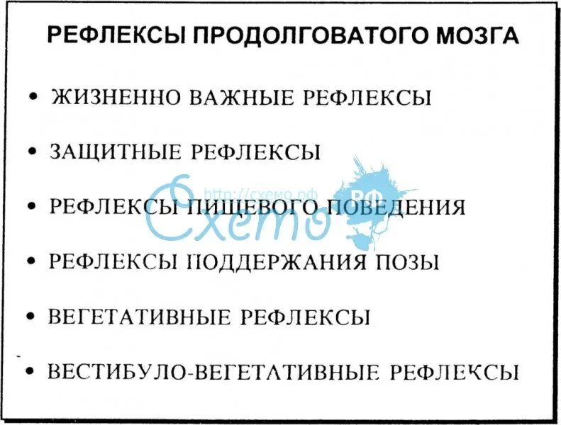 Функции защитных рефлексов. Функции защитных рефлексов