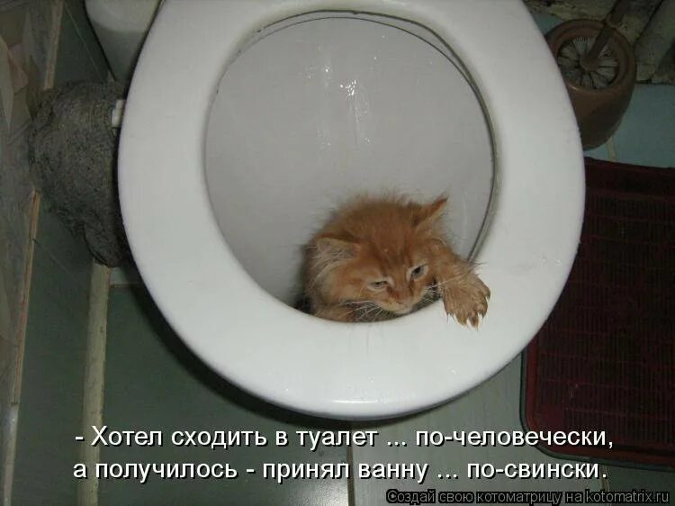 Котенок 2 дня не ходит в туалет. Котенок в унитазе. рыжий котёнок на унитазе. кот хочет в туалет прикол.