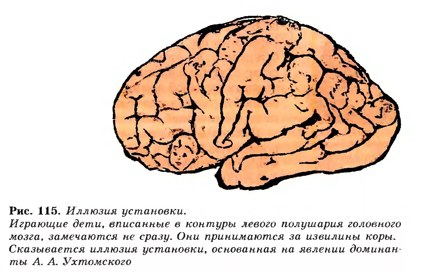 Сила сжимающая полушария. Иллюзия мозга. Доминанта в головном мозге. Головной мозг рисунок. Иллюзия установки.