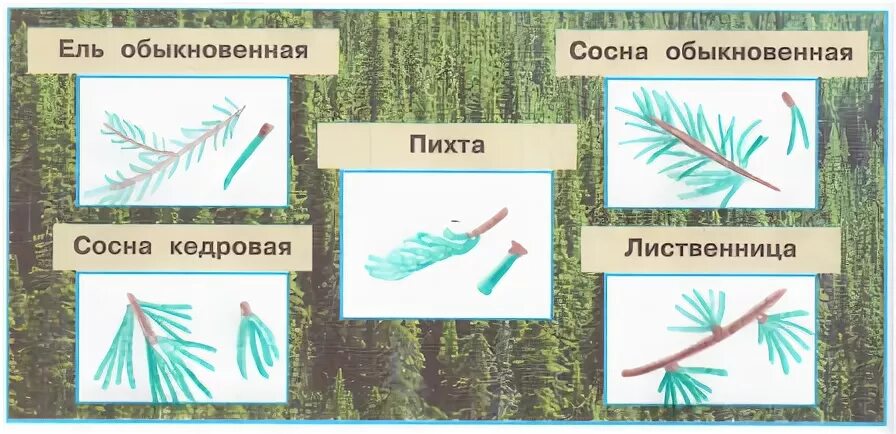 Атлас определитель хвойных деревьев. Атлас определитель хвойных деревьев