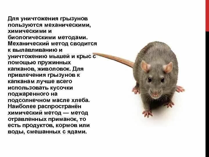 Крысы вредители. Вредная мышь. Сообщение про грызунов. Информация о крысах. Что означает видеть мышь
