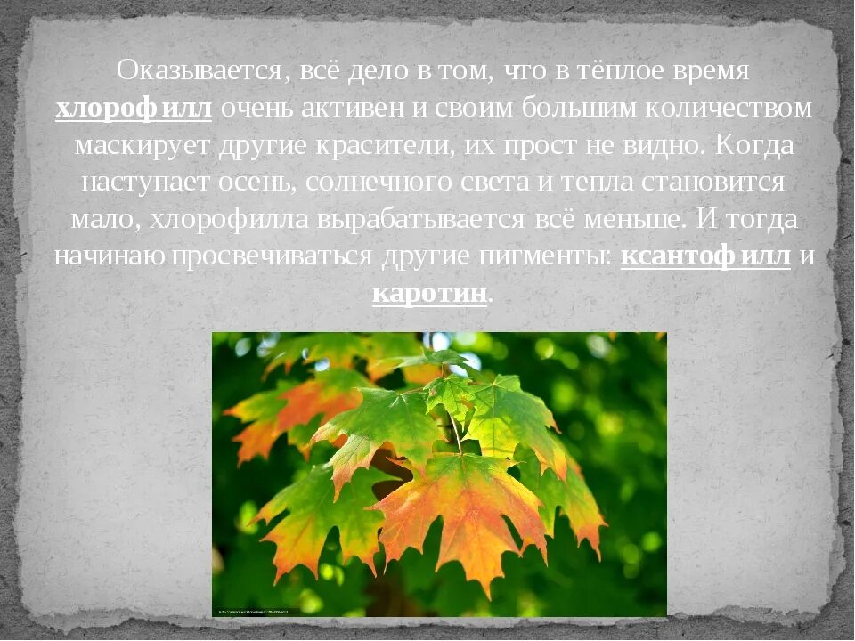 Когда листья опадают больше всего. Почему листья растений осенью желтеют. почему листья желтеют осенью для детей. почему желтеют листья осенью на деревьях. листья меняют цвет.